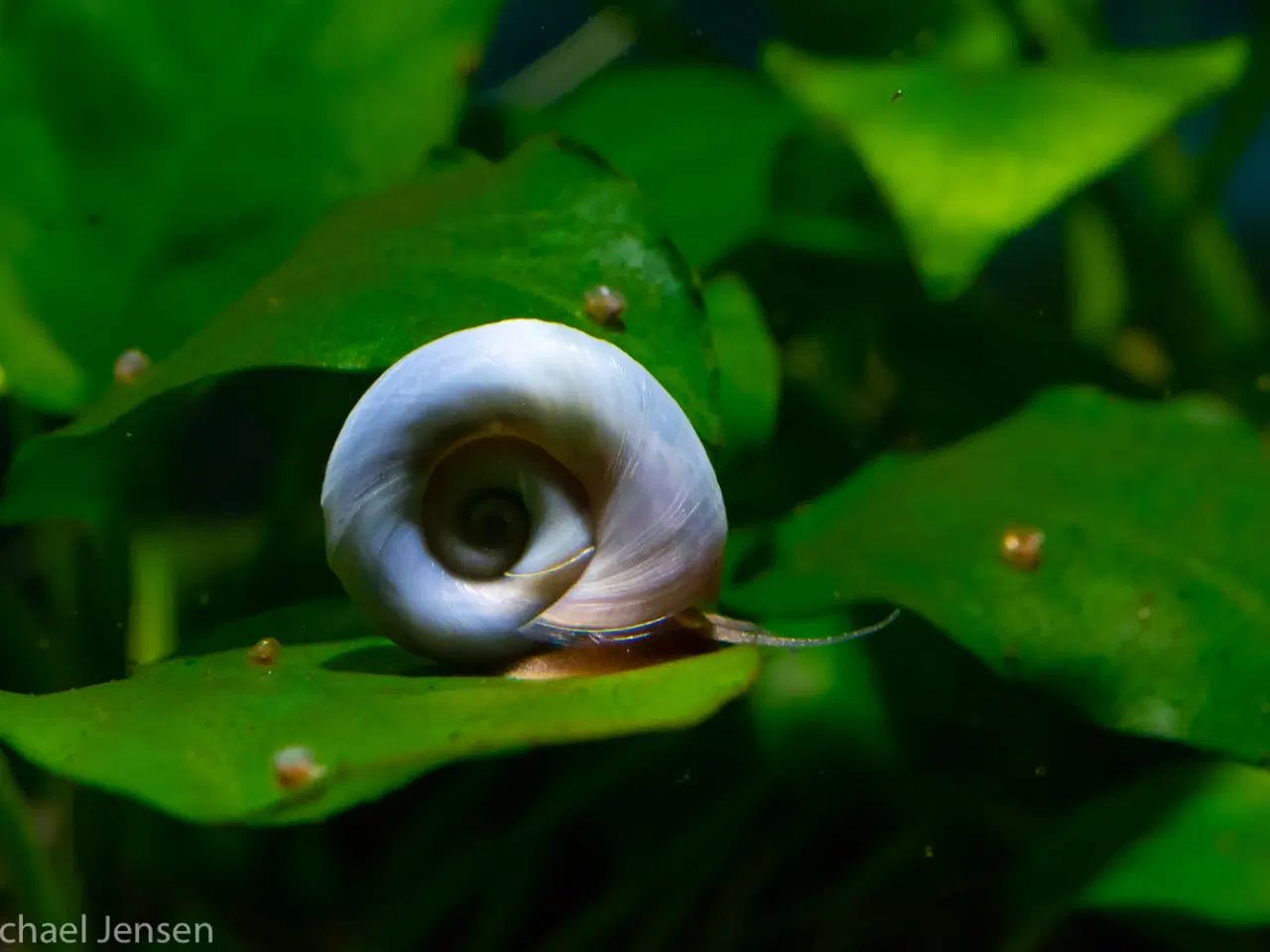 Billede 1 - Posthornsnegle eller ramshorn snails