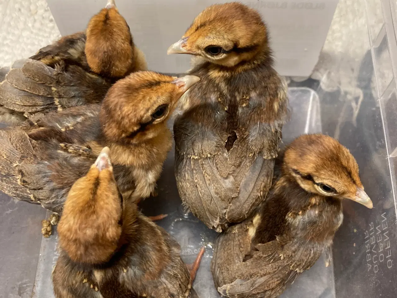 Billede 1 - 2 uger gamle sølvfasan kyllinger