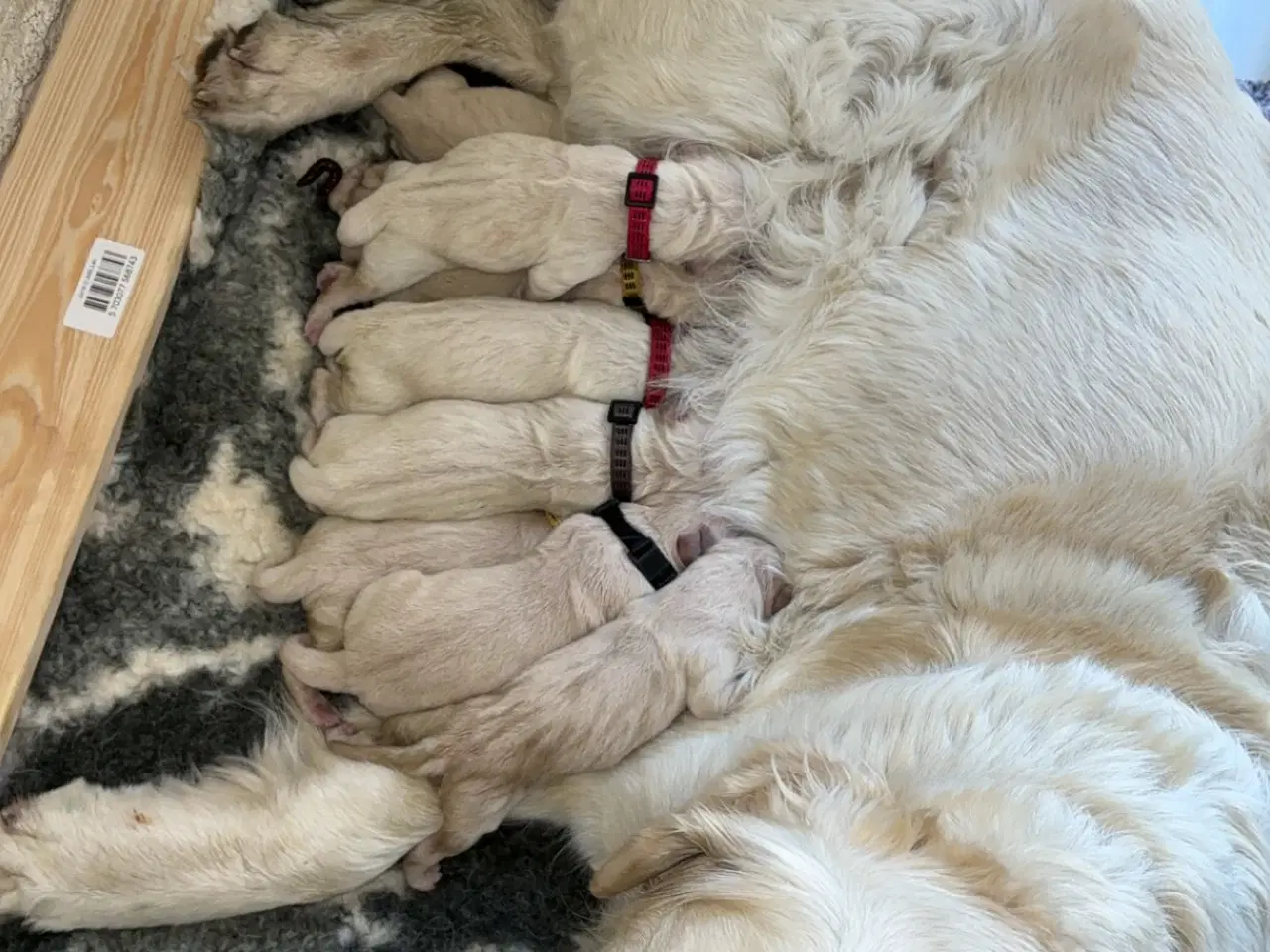 Billede 4 - Golden retriever hvalpe 