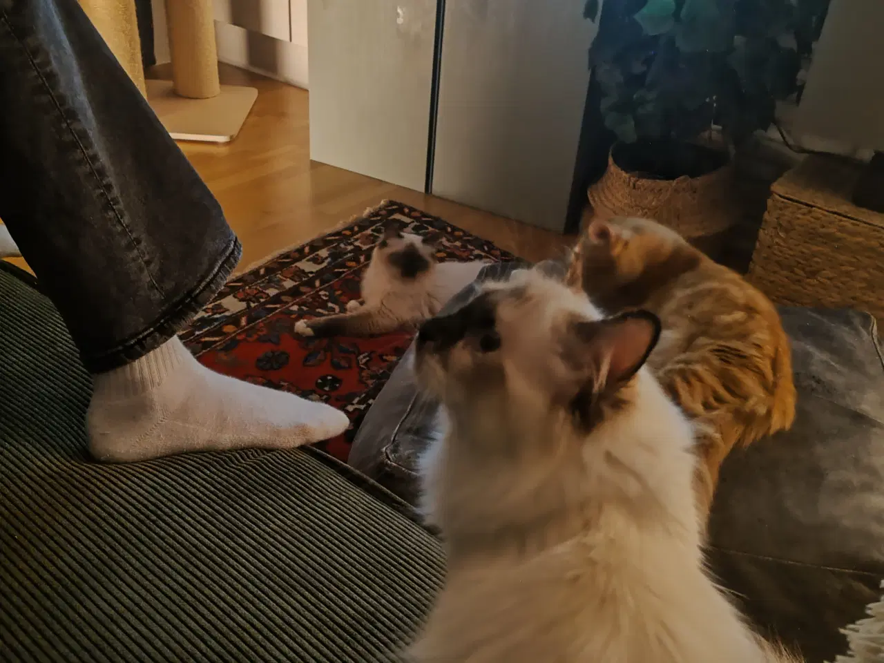 Billede 2 - Ragdoll/Birma hunkat 