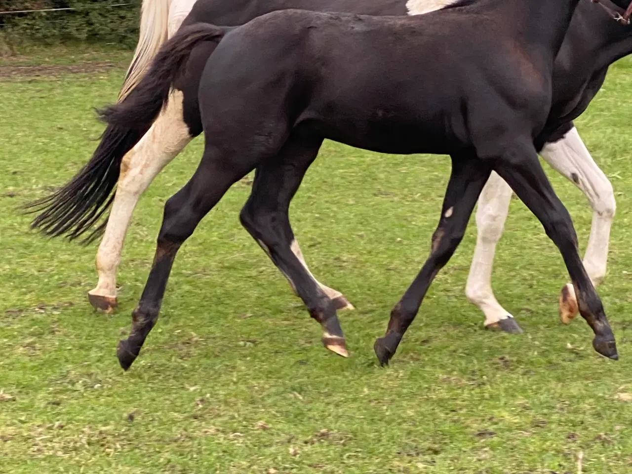 Billede 3 - Hingst plag