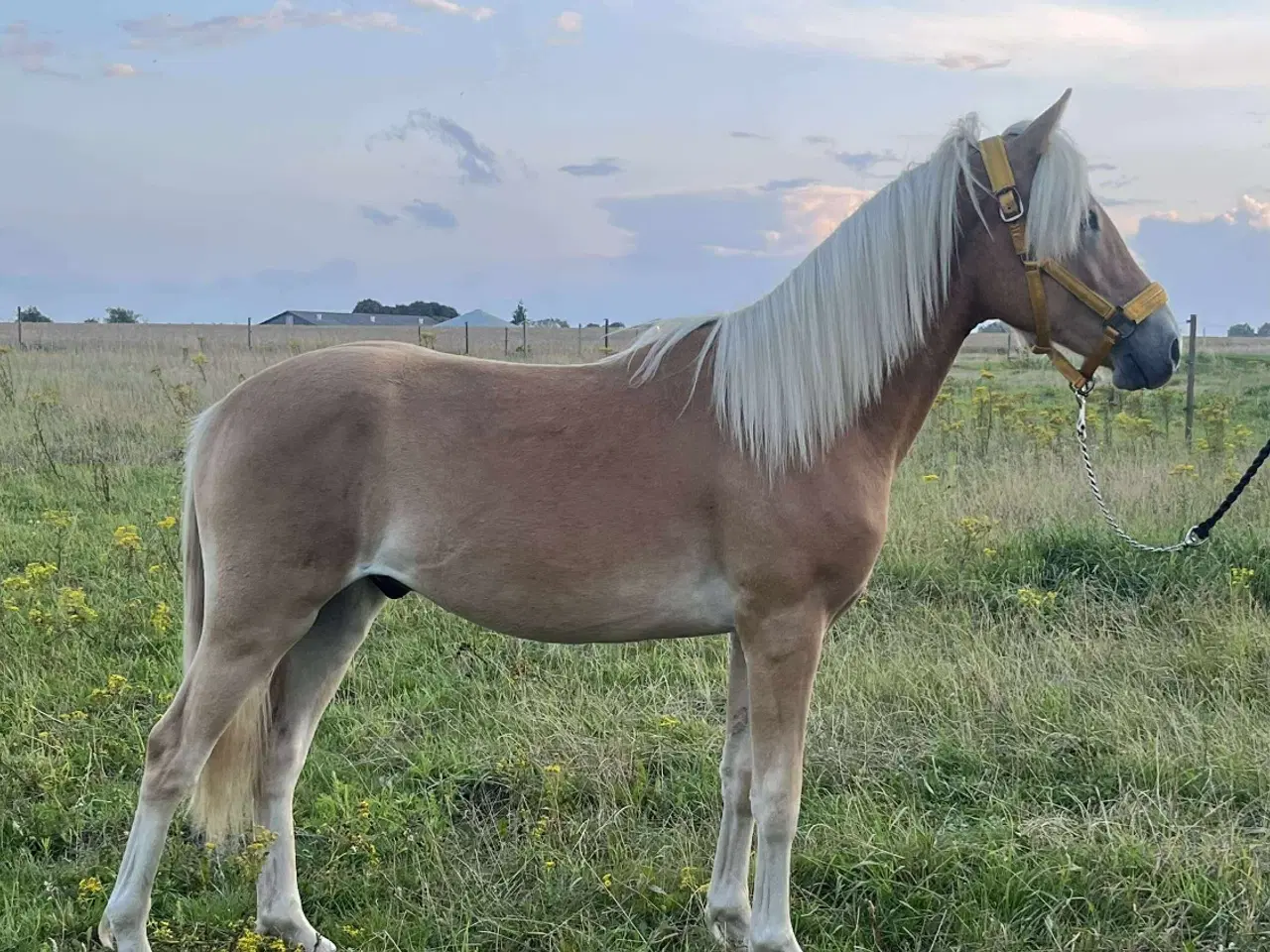 Billede 2 - Haflinger hingsteplag