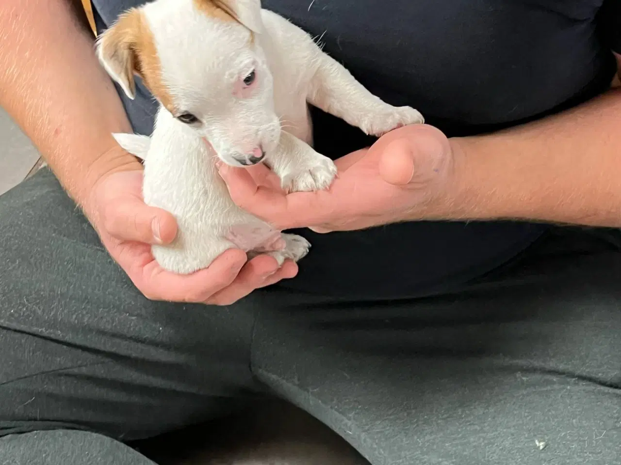Billede 4 - Jack Russel Terrier Hvalpe