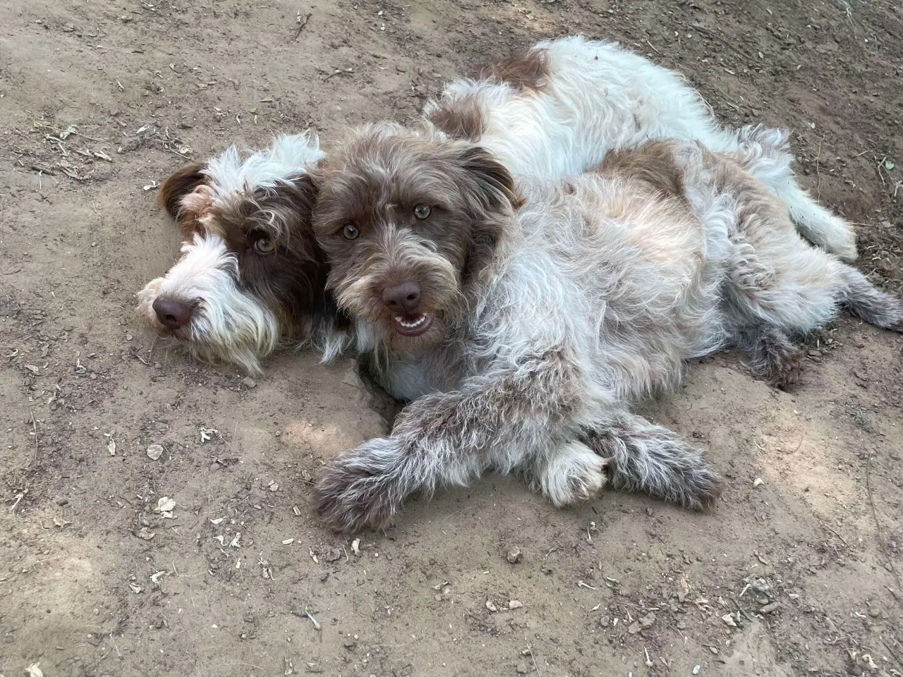 Billede 4 - Sødeste Bibi uldtot (Lagotto mix )
