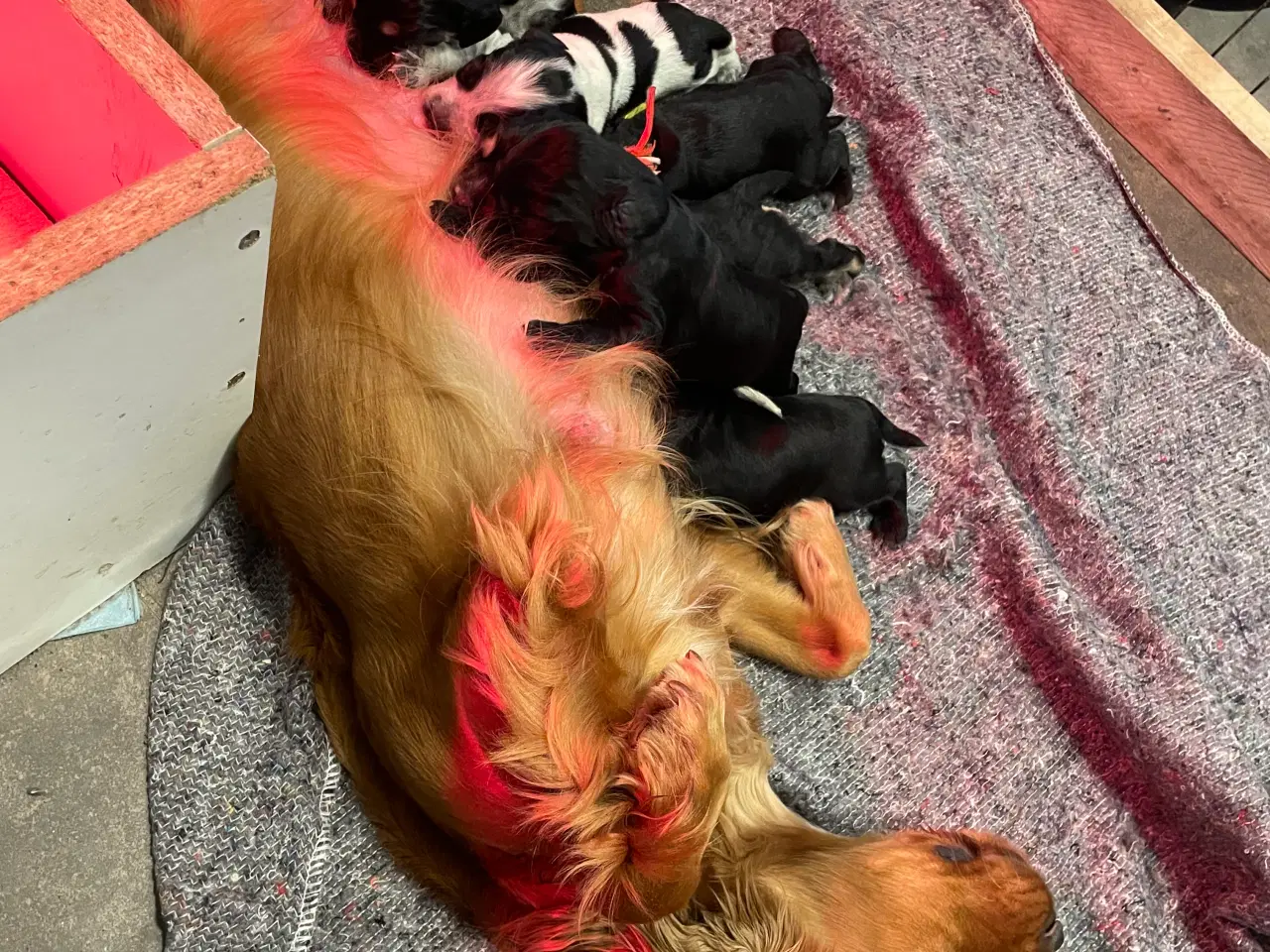 Billede 7 - Cockerspaniel hvalp til salg