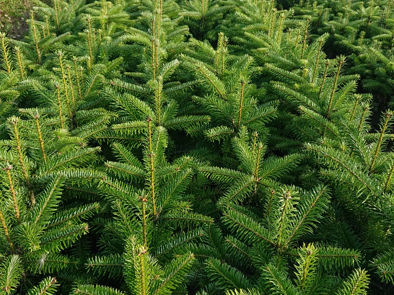 Billede 1 - Nordmannsgran /Nobilis