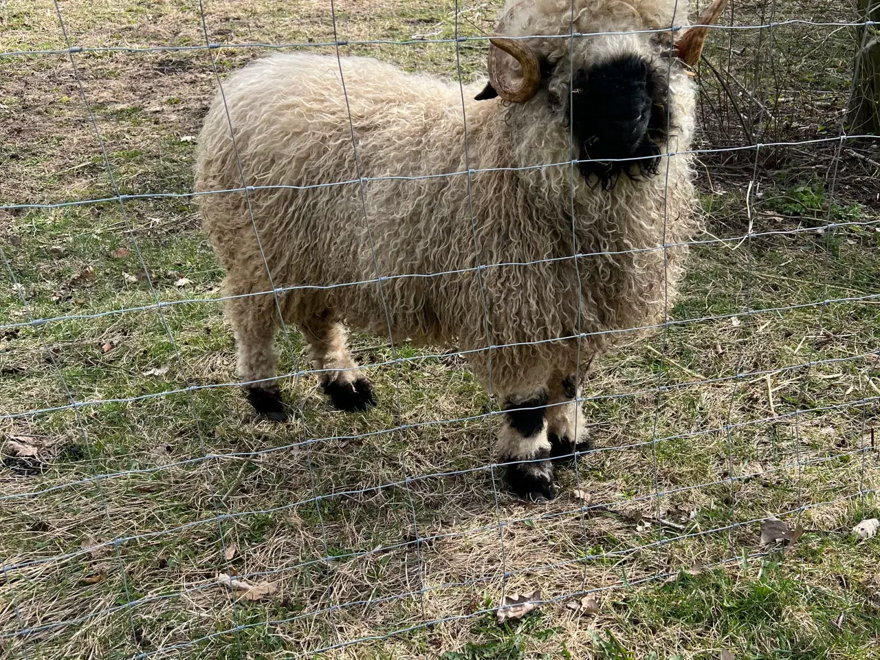 Billede 1 - Valais Blacknose vædder