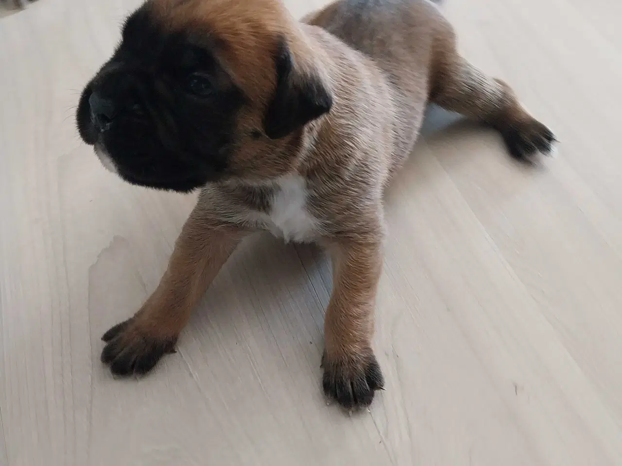 Billede 5 - Boxer