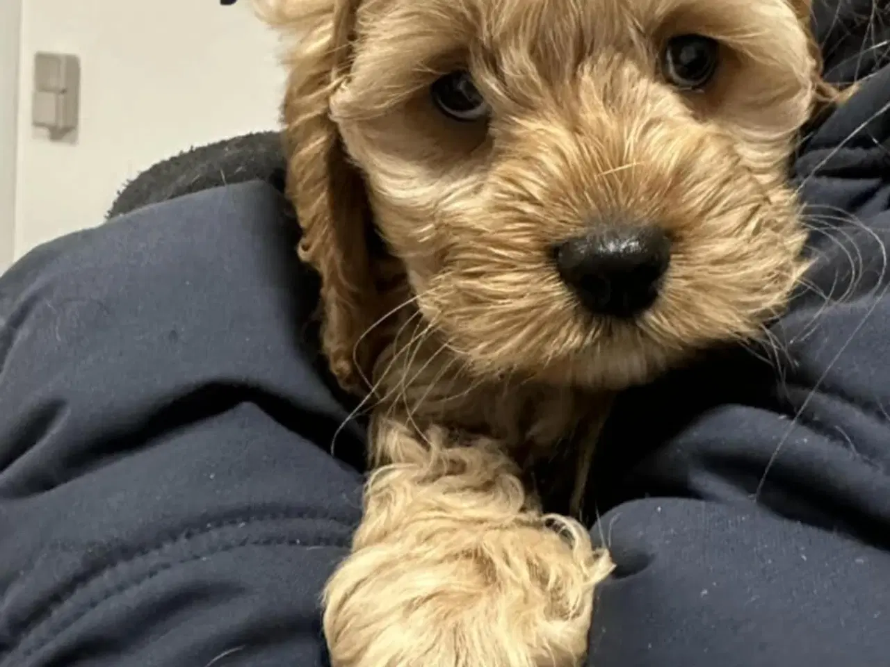 Billede 2 - Cockapoo hvalpe.