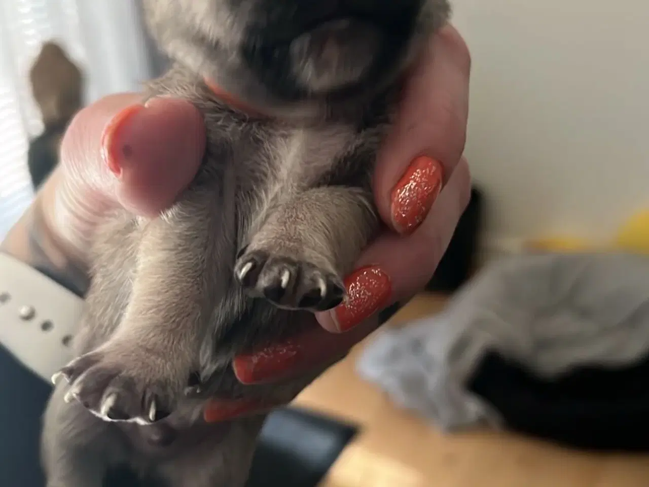 Billede 2 - Mops og malteser blanding 