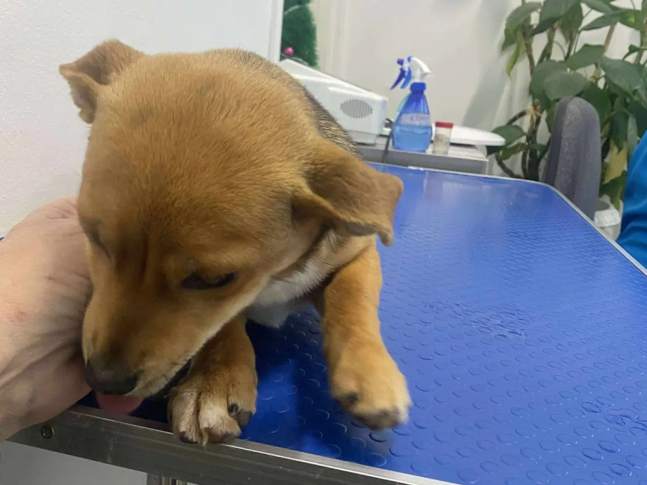 Billede 2 - Solvej søger sin egen familie❤️