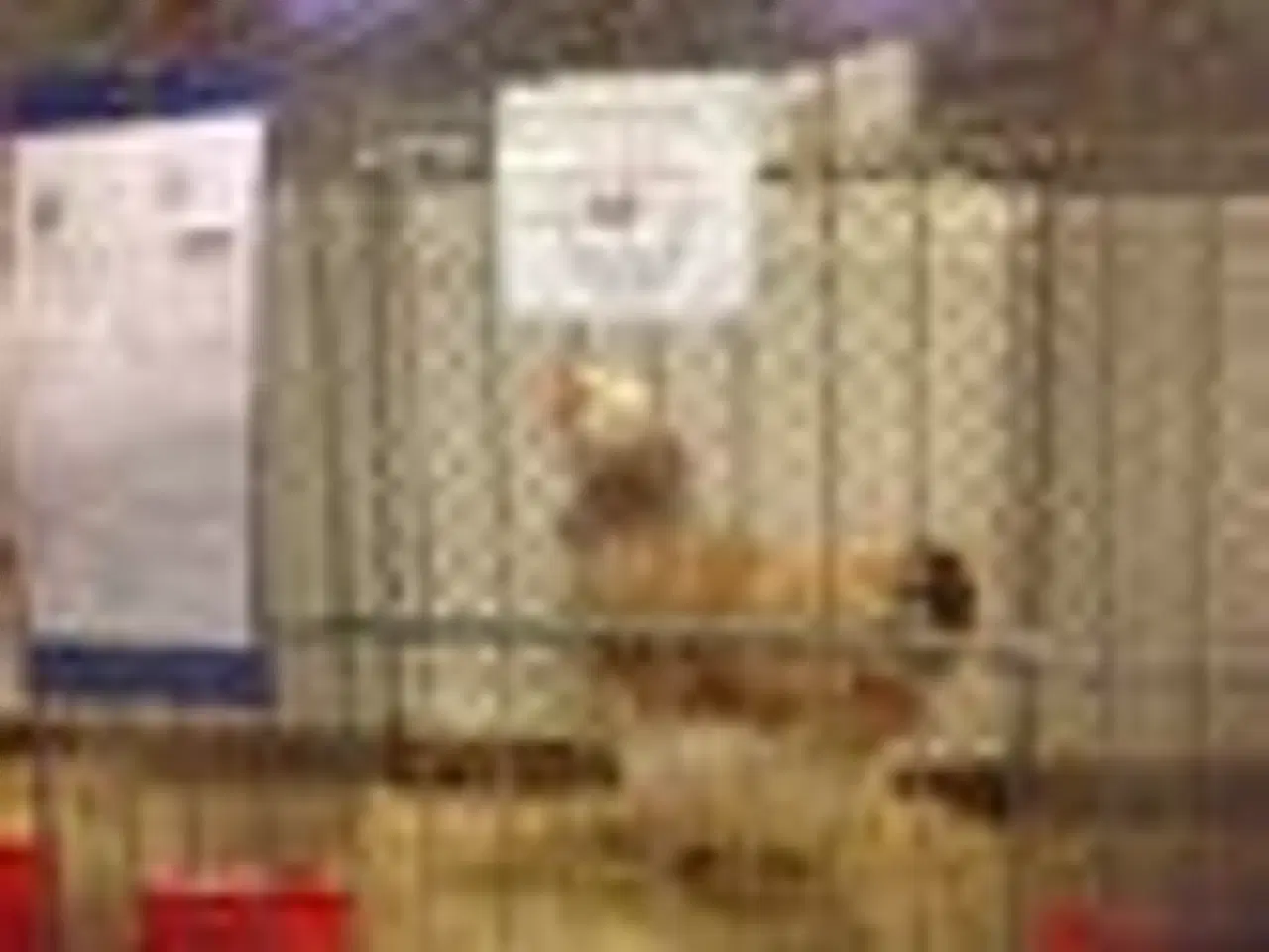 Billede 4 - RUGE ÆG 