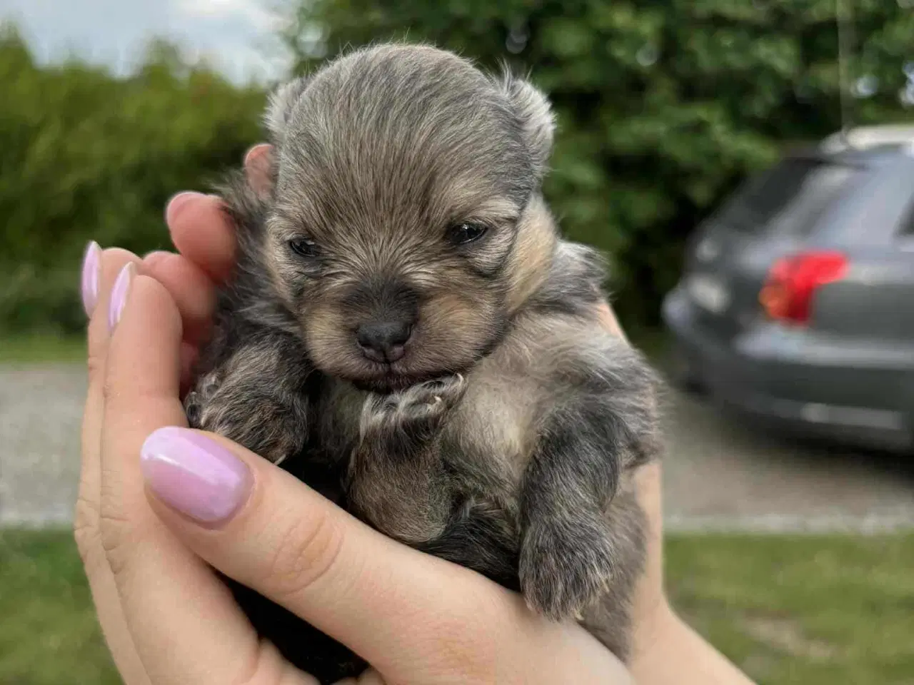 Billede 4 - Skønne Pomeranian-hvalpe
