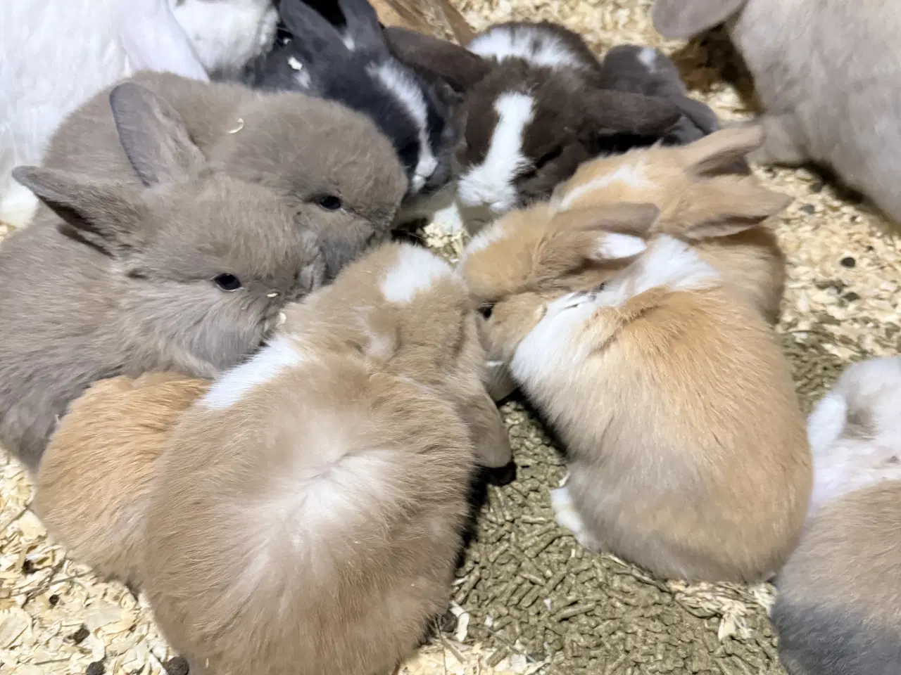 Billede 7 - Minilop kaninunger 