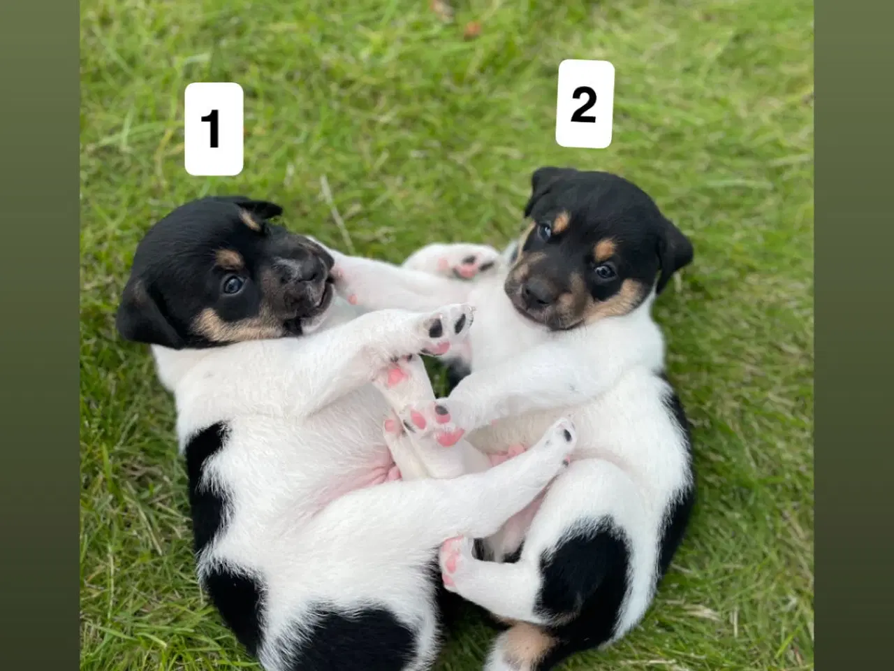 Billede 7 - Dansk svensk gårdhunde hvalpe søger nyt og kærligt