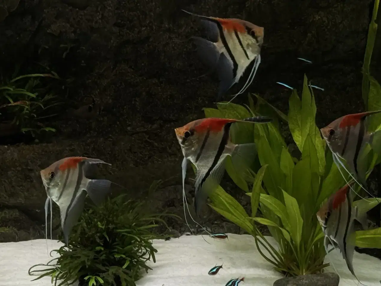 Billede 3 - Discus & Scalare sælges 