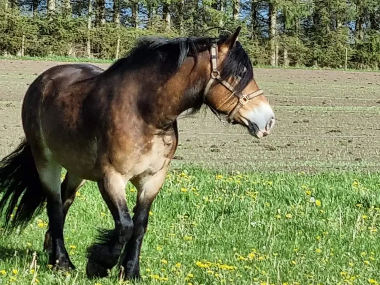 Billede 6 - Nordsvensk 2,5 års hoppe 