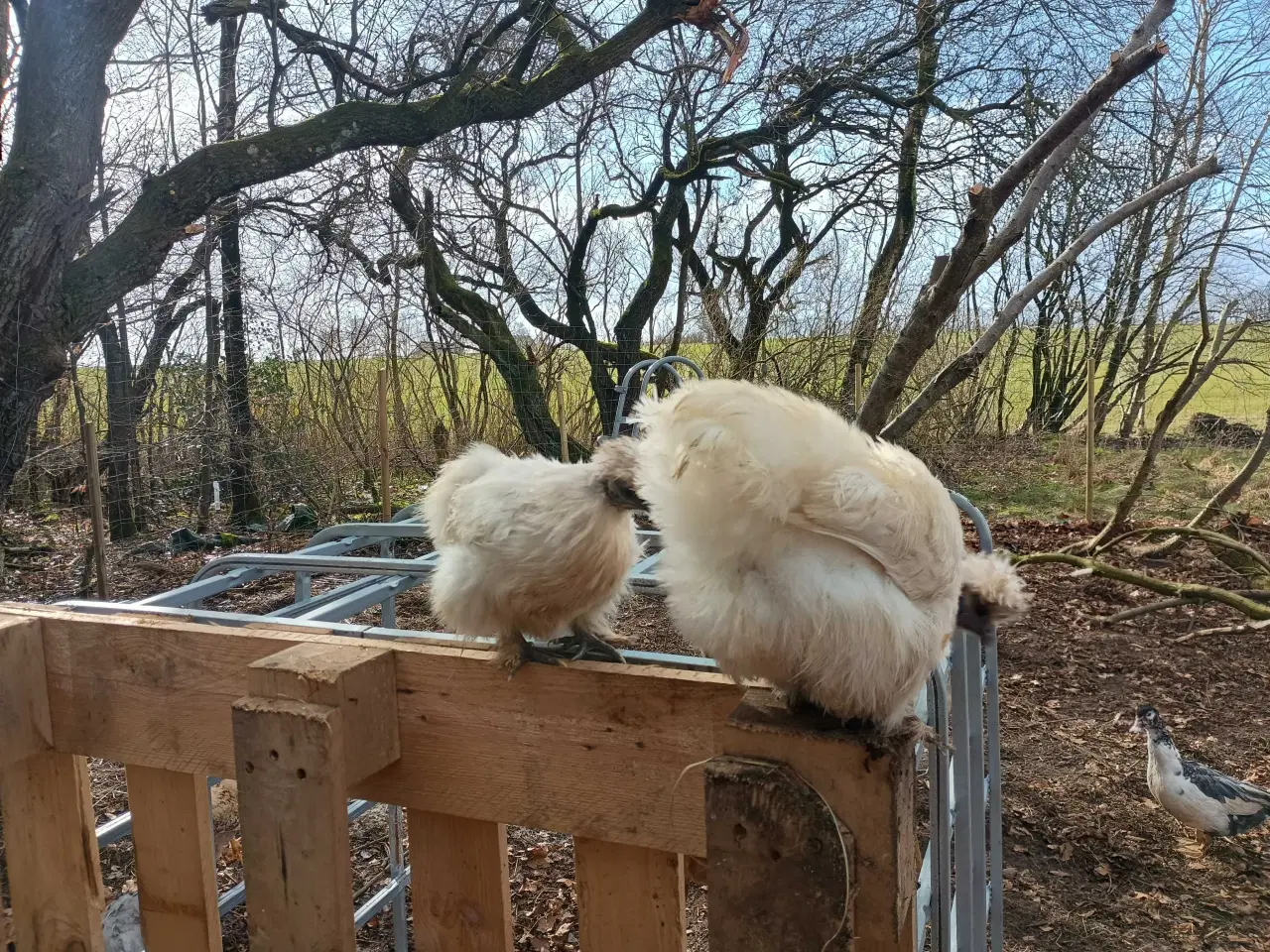 Billede 7 - Dværge silkehøns høner 