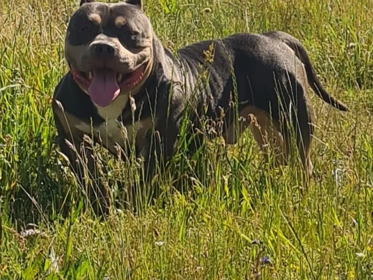 Billede 10 - American Bully Pocket 