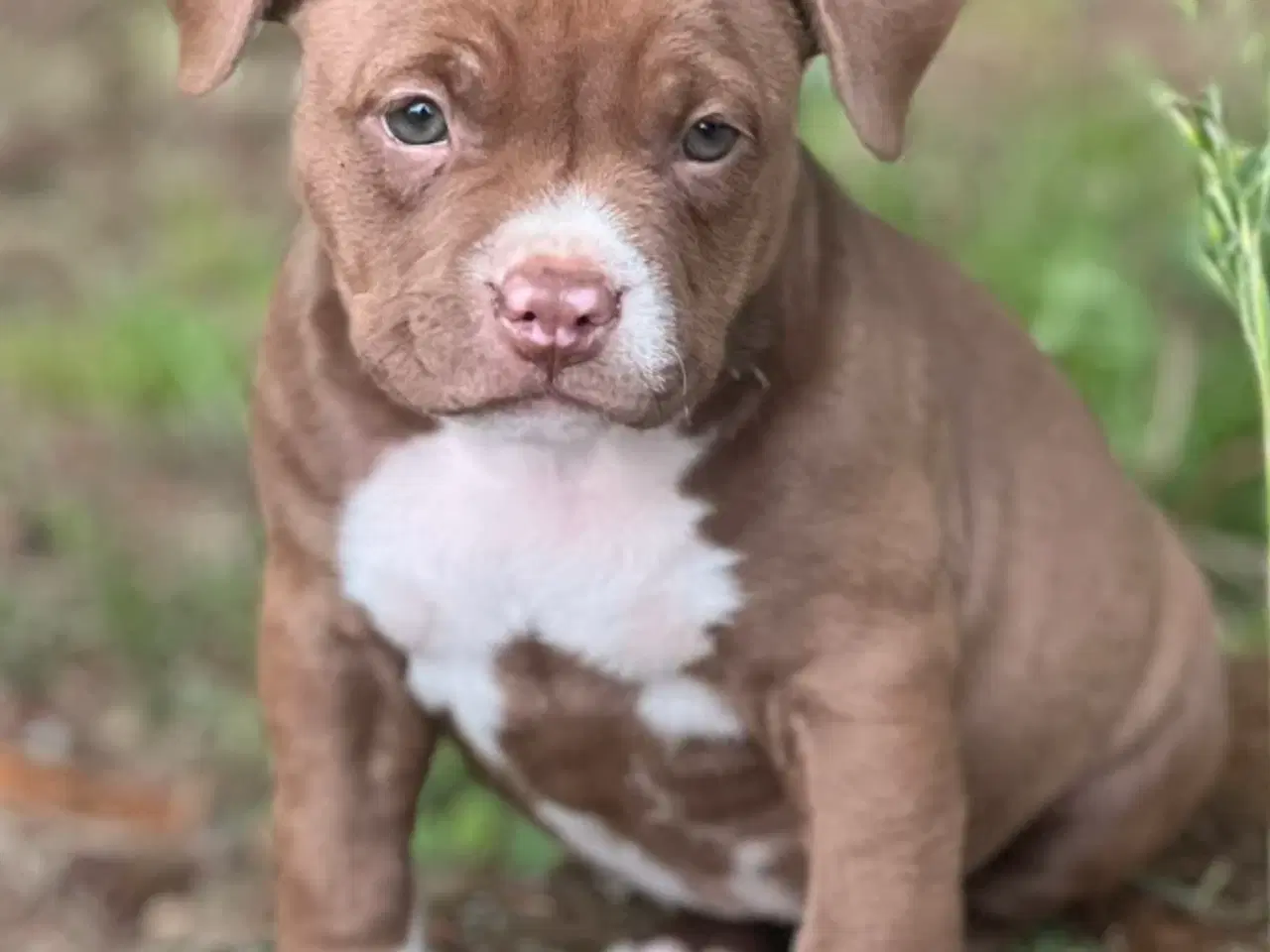 Billede 5 - Vores skønne American bully børn