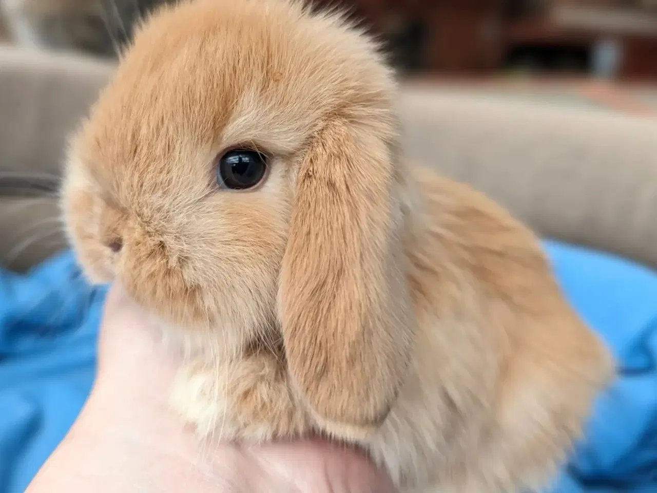 Billede 7 - Minilop kaninunge sælges 