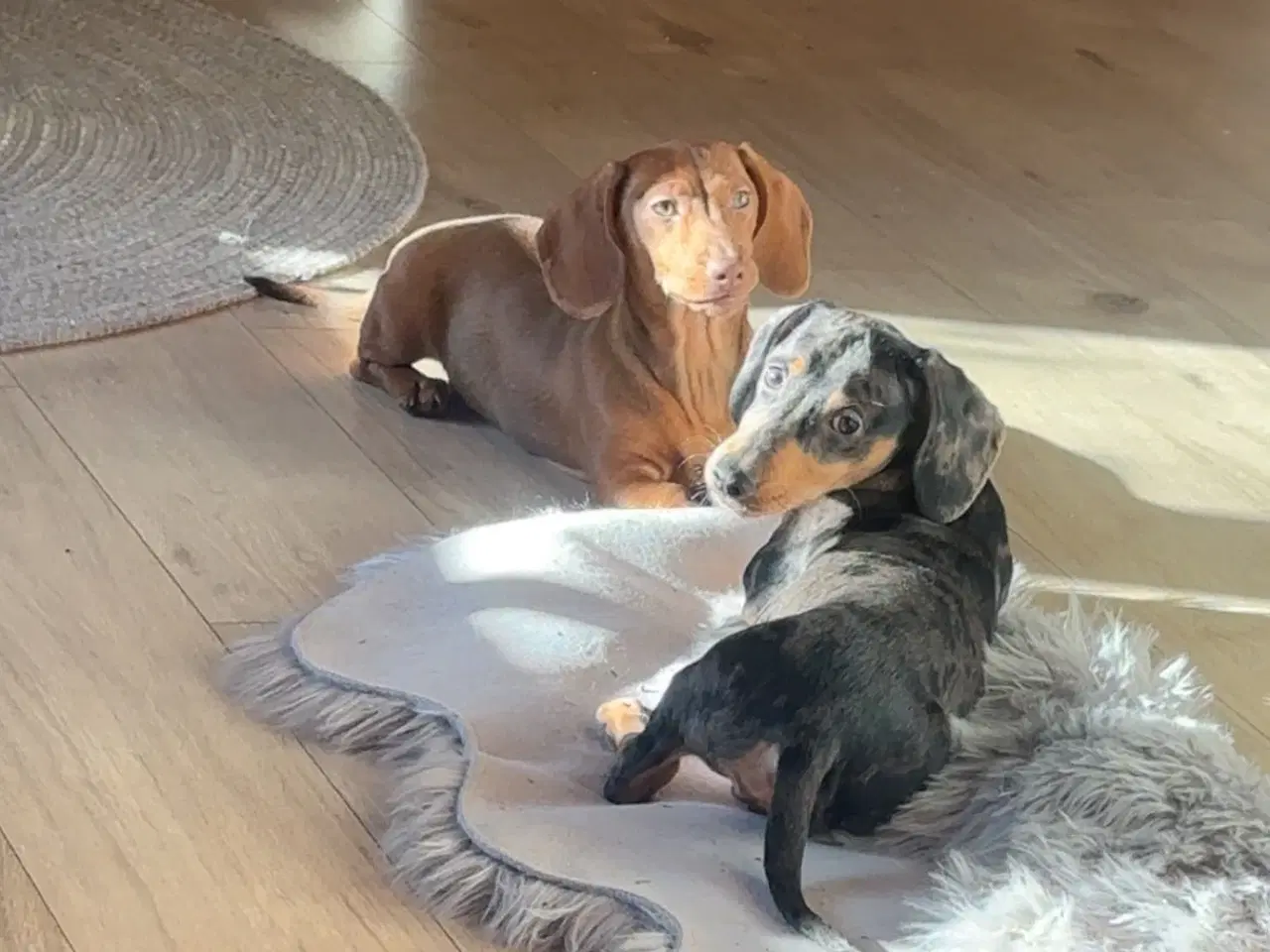 Billede 1 - Verdens sødeste gravhunde 