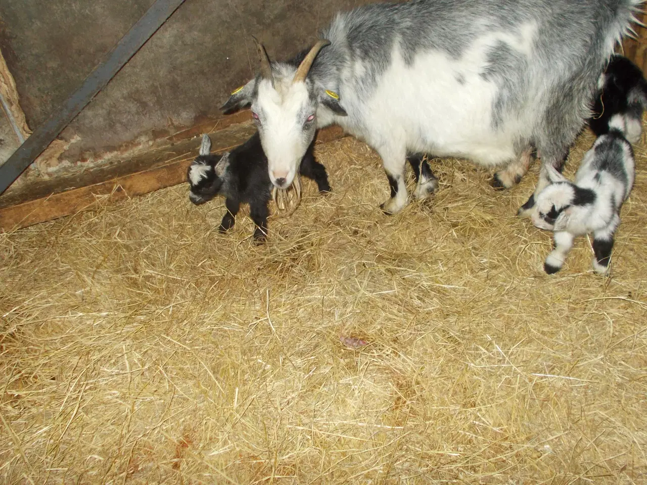 Billede 3 - afrikanske dværggeder