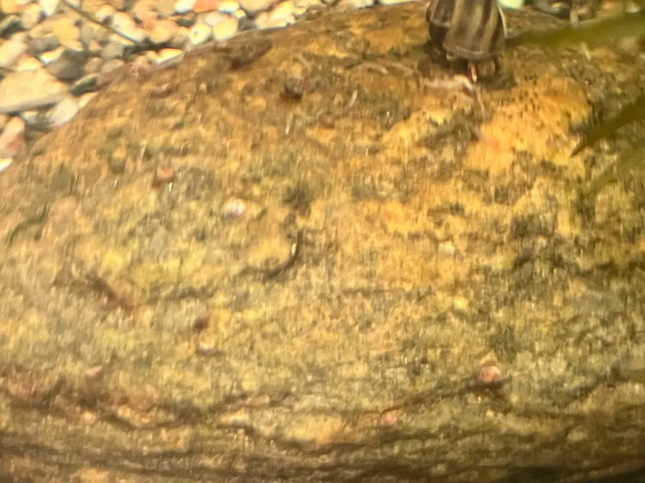 Billede 2 - Stor Sumpsnegl