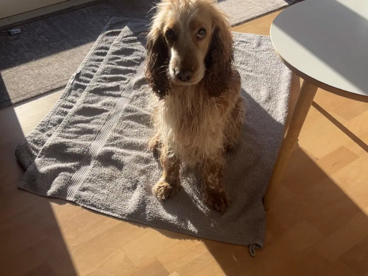 Billede 8 - Hvalpe på vej 