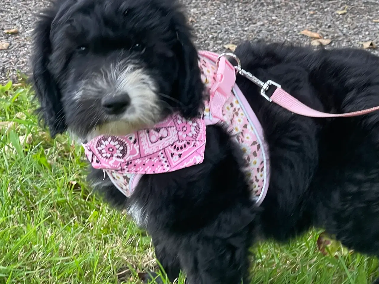 Billede 2 - Smuk Sheepadoodle hvalp sælges