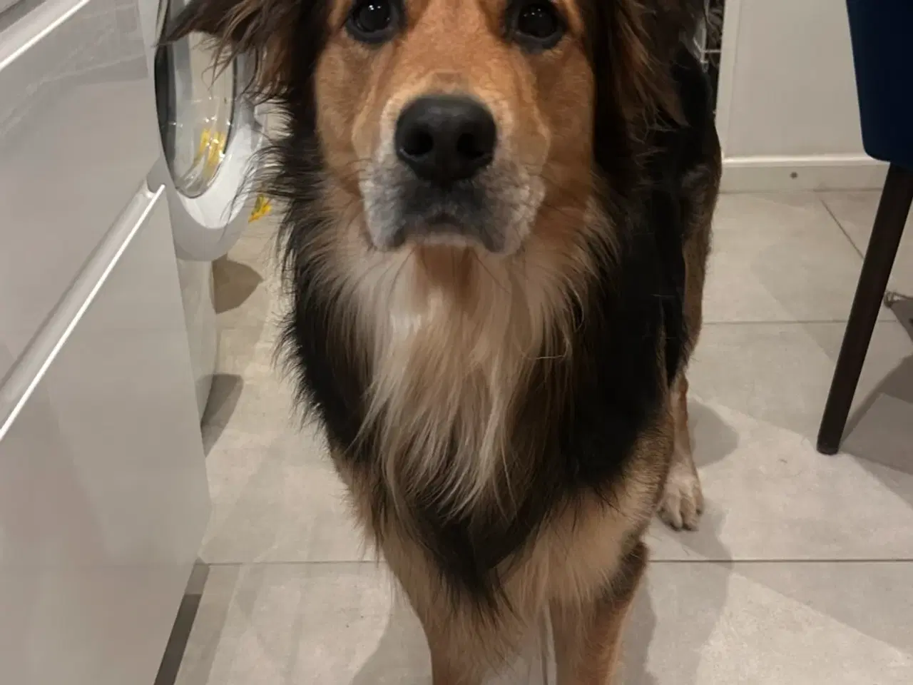 Billede 2 - Golden retriever / schæfer blanding parring