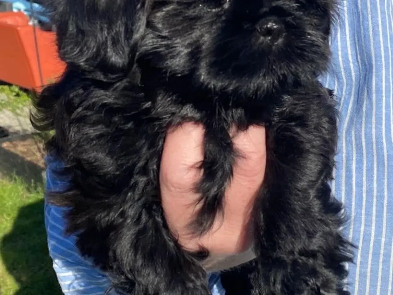 Billede 2 - Shih tzu hvalp tæve 
