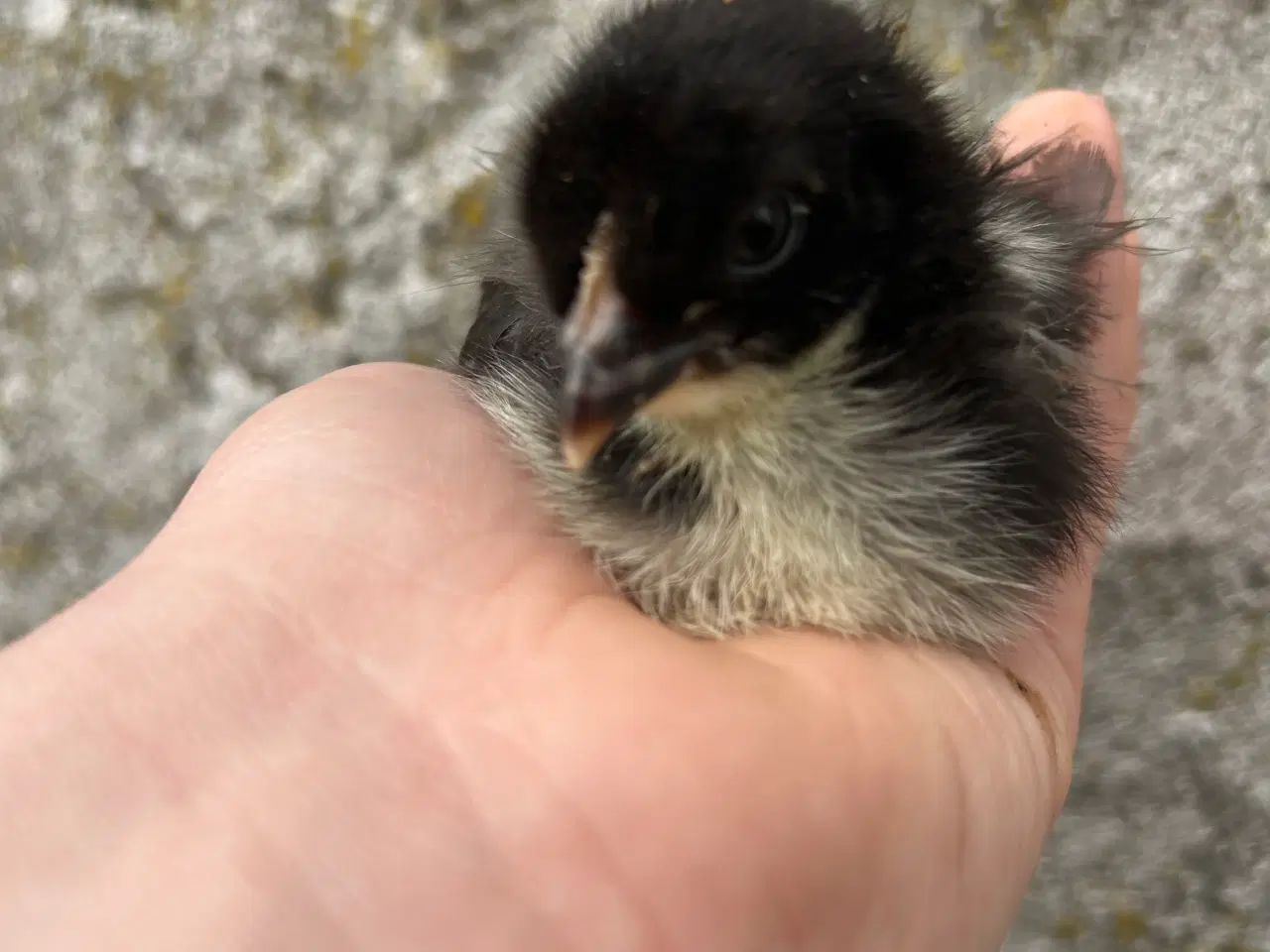 Billede 3 - Påske(Maran) kyllinger