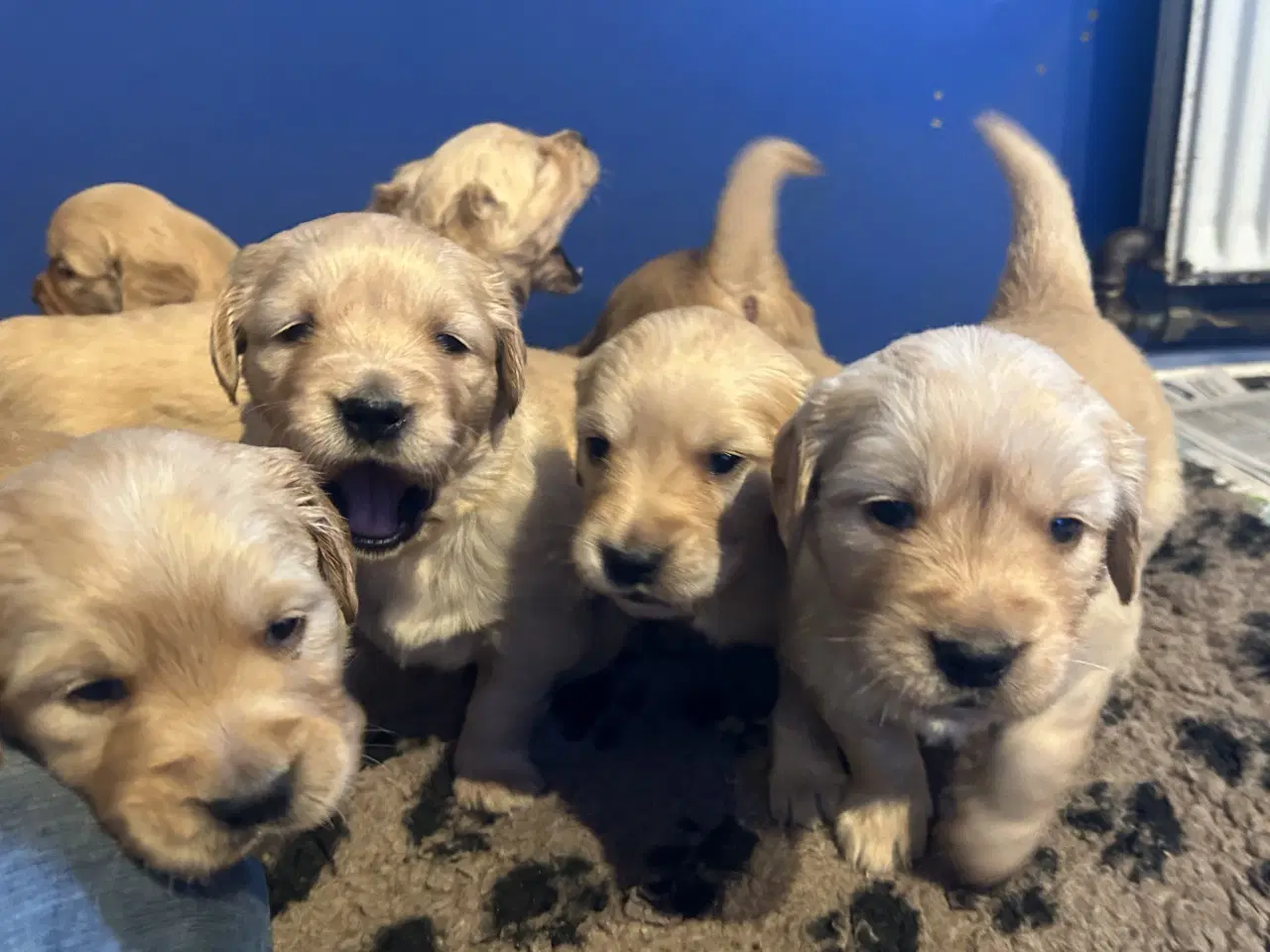 Billede 18 - Skønne Golden Retriever 