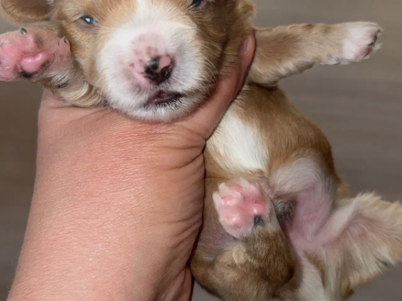 Billede 12 - Dejlige familiehund.