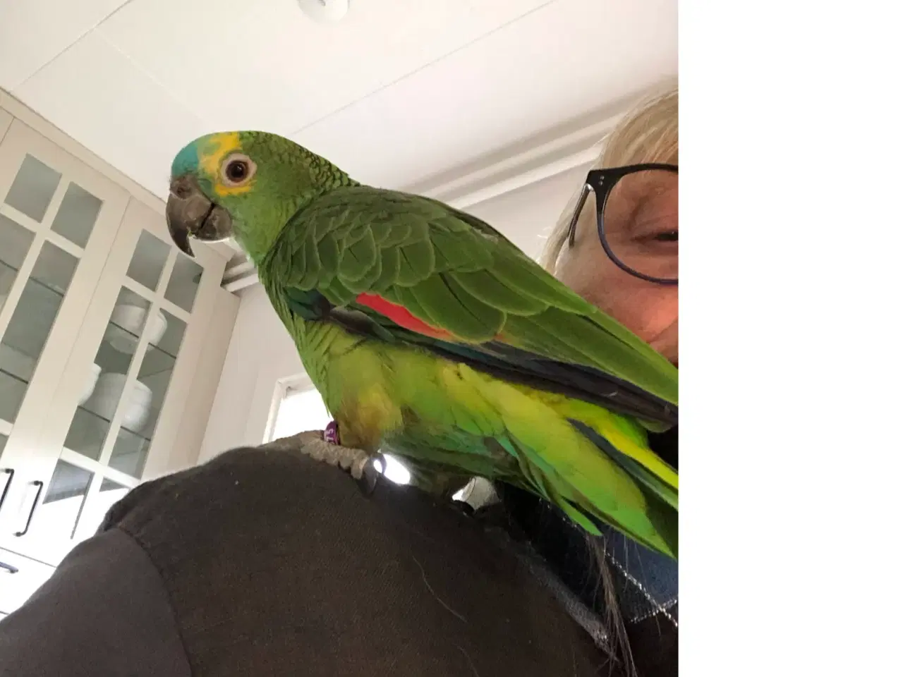 Billede 3 - Super sød Amazone papegøje