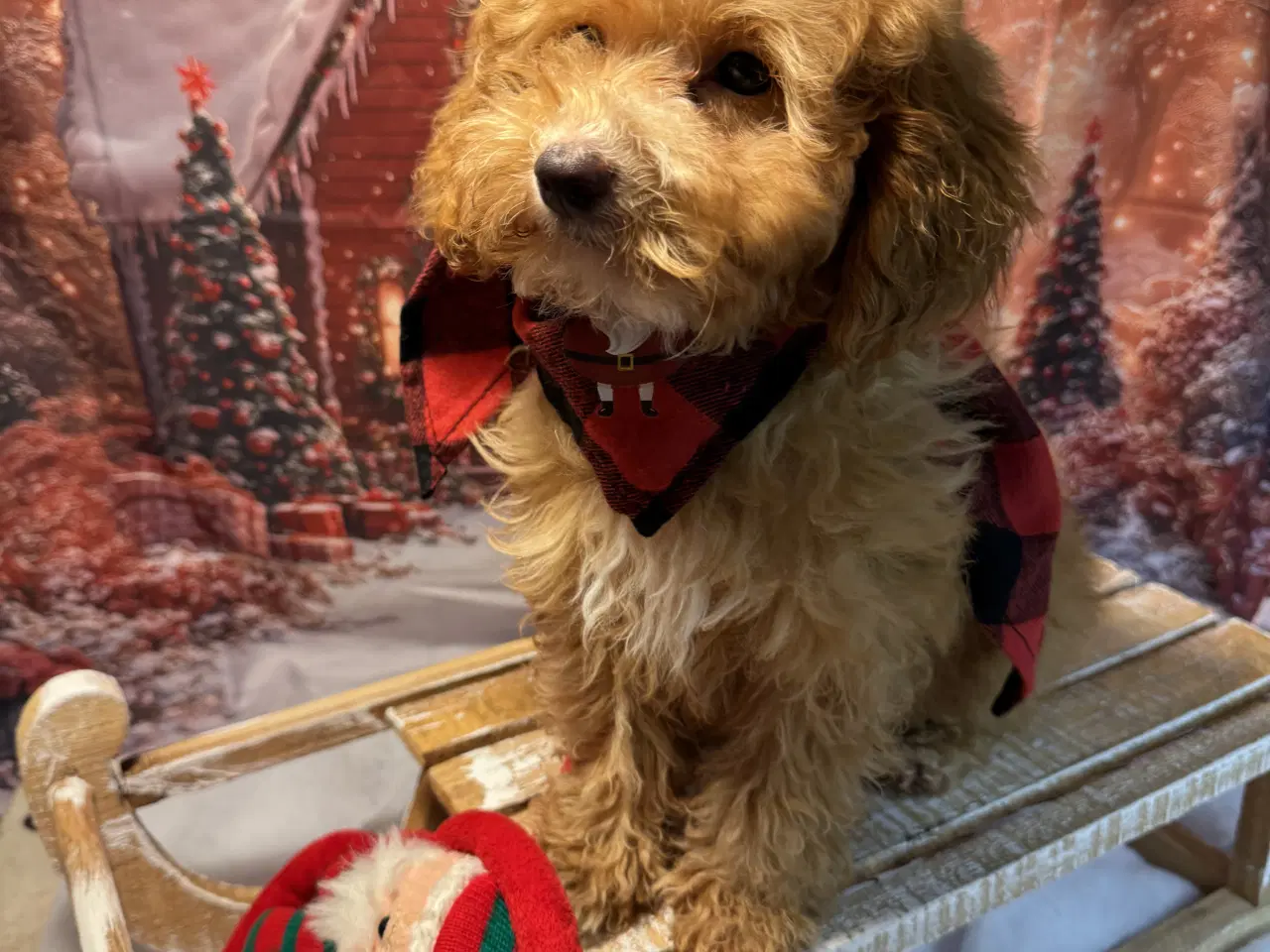 Billede 14 - 🐾maltipoo miniature 🩷💙🐾