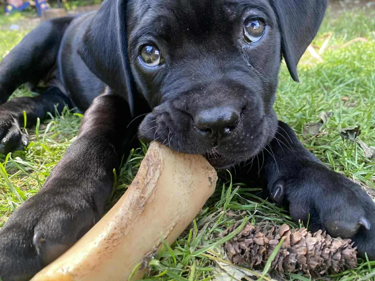 Billede 15 - CaneCorso hvalpe