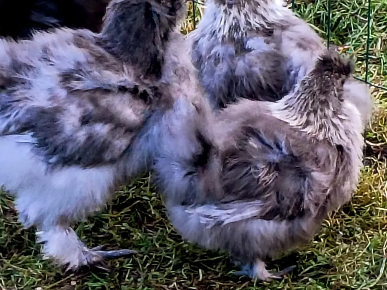 Billede 5 - Silke høns og Haner