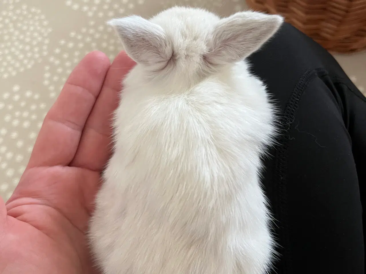 Billede 3 - Minilop/lionlop unger sælges 🐰