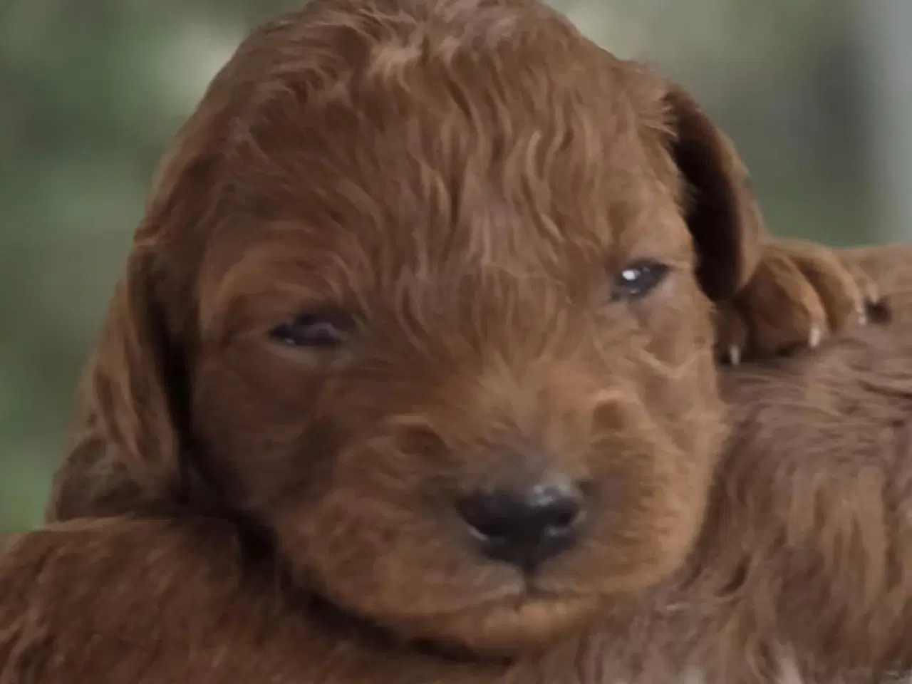 Billede 2 - Labradoodle F1B