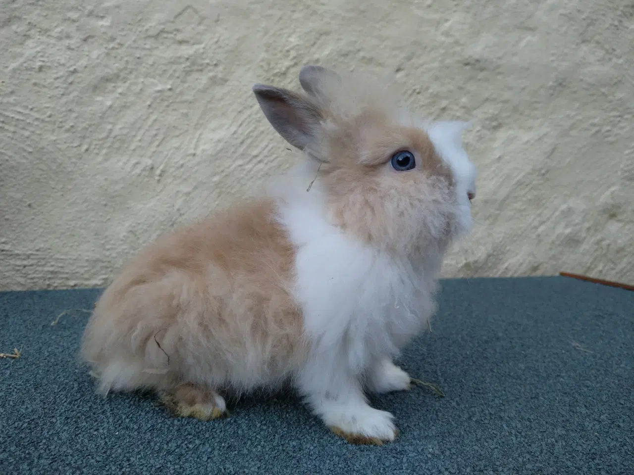 Billede 1 - Teddy Løvehoved unger