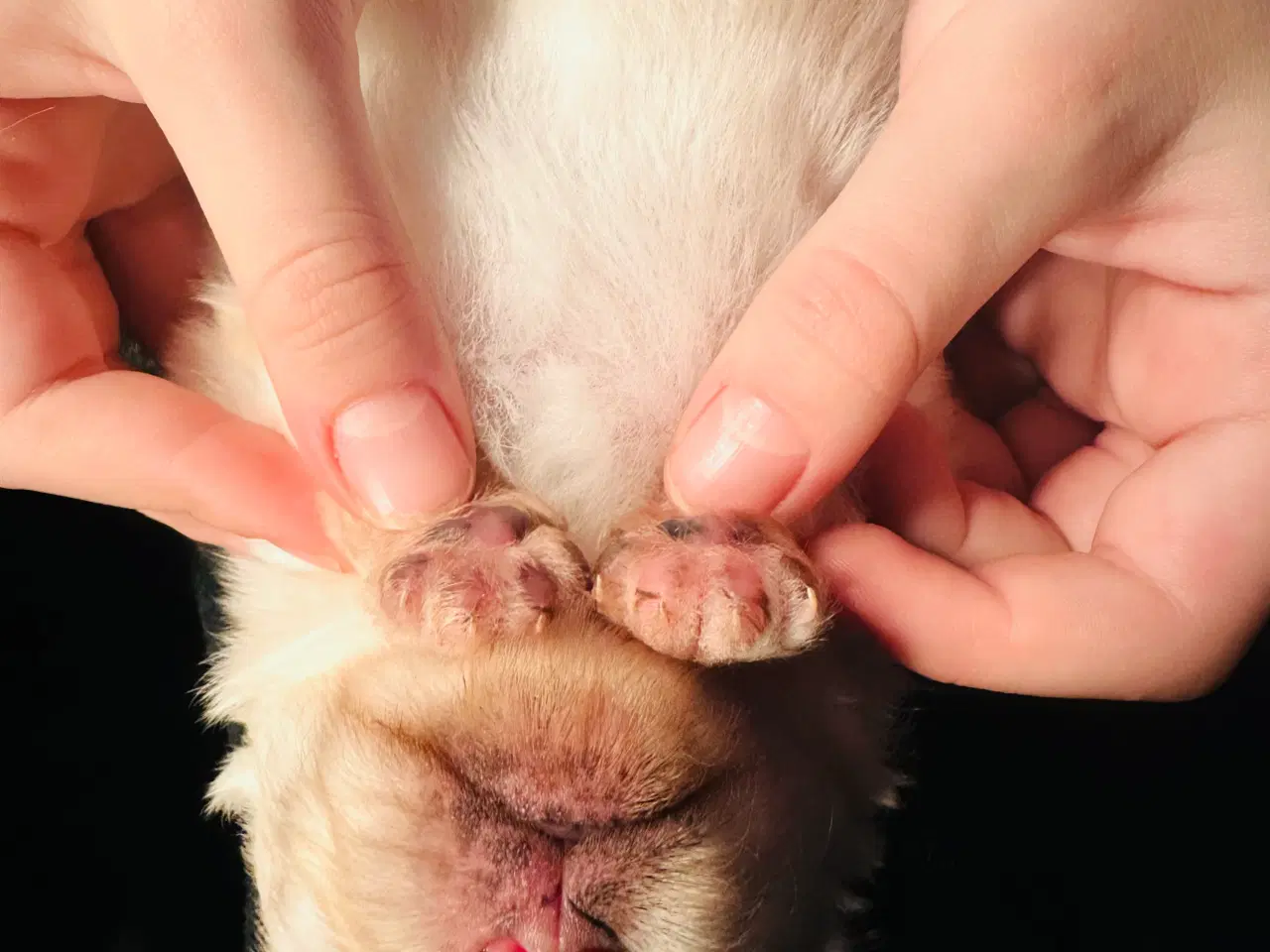 Billede 8 - Pomeranian 