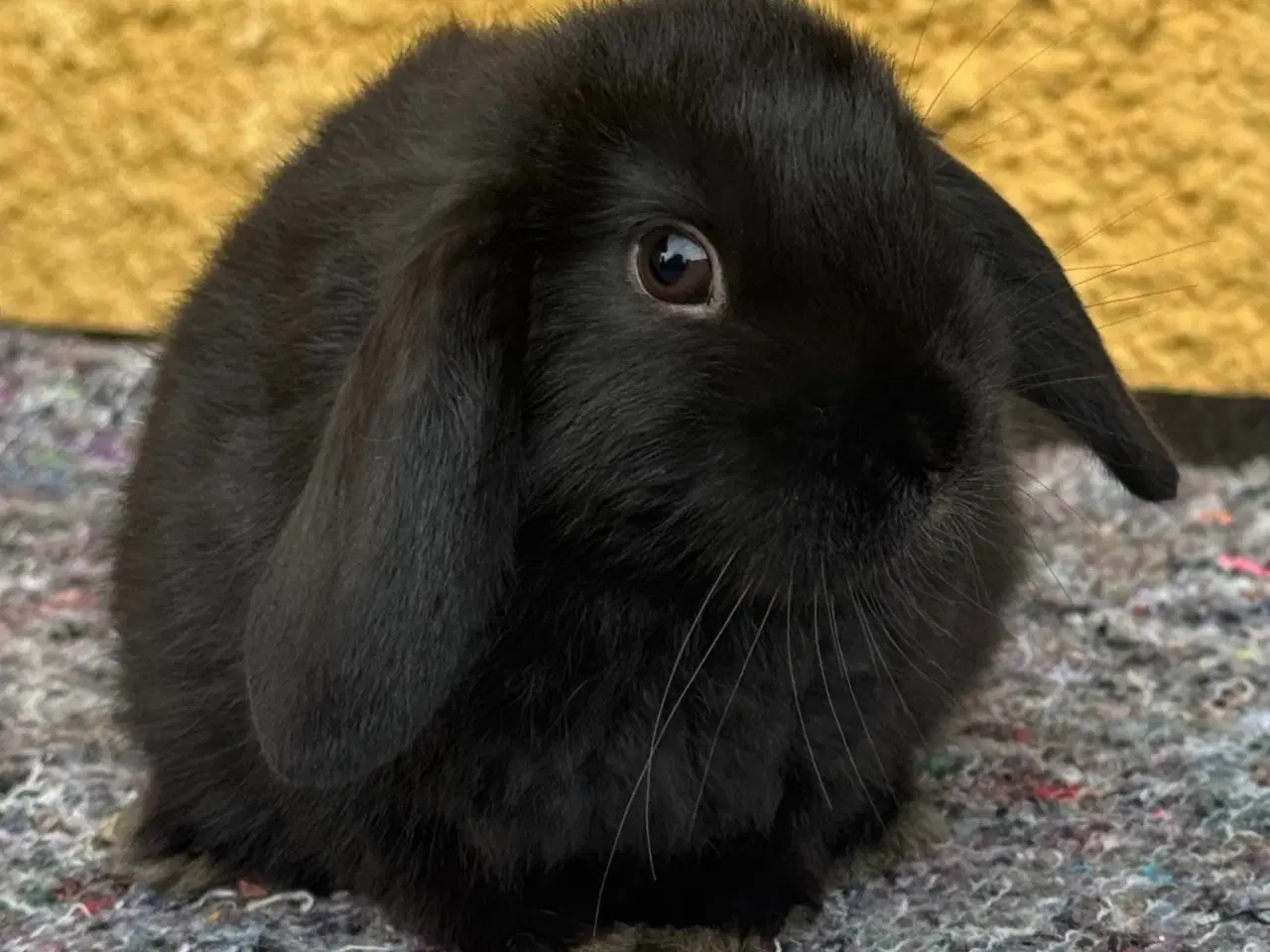 Billede 10 - Han Dværgvædder unge sælges 