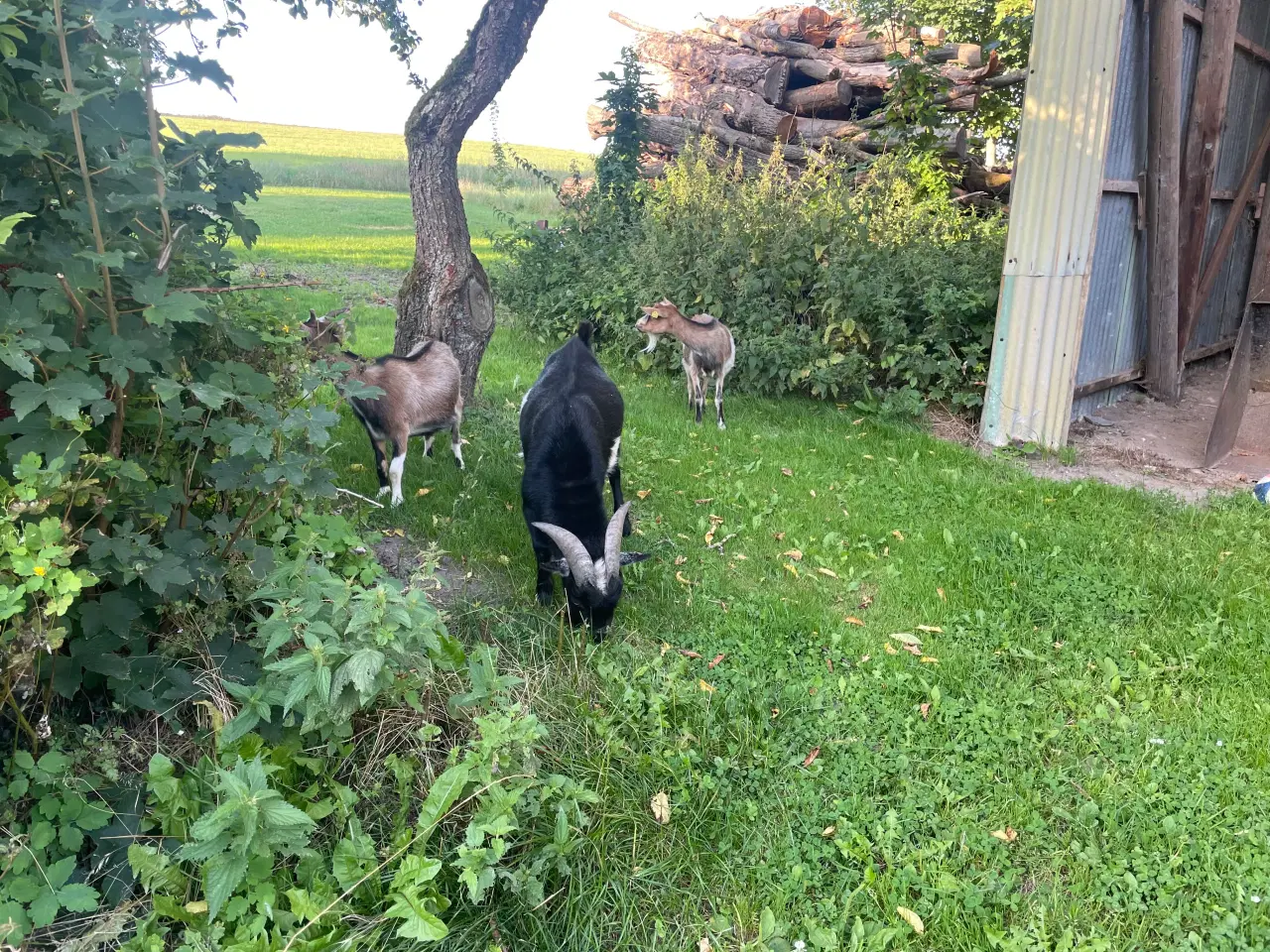 Billede 3 - Flok sort Gedebuk sælges