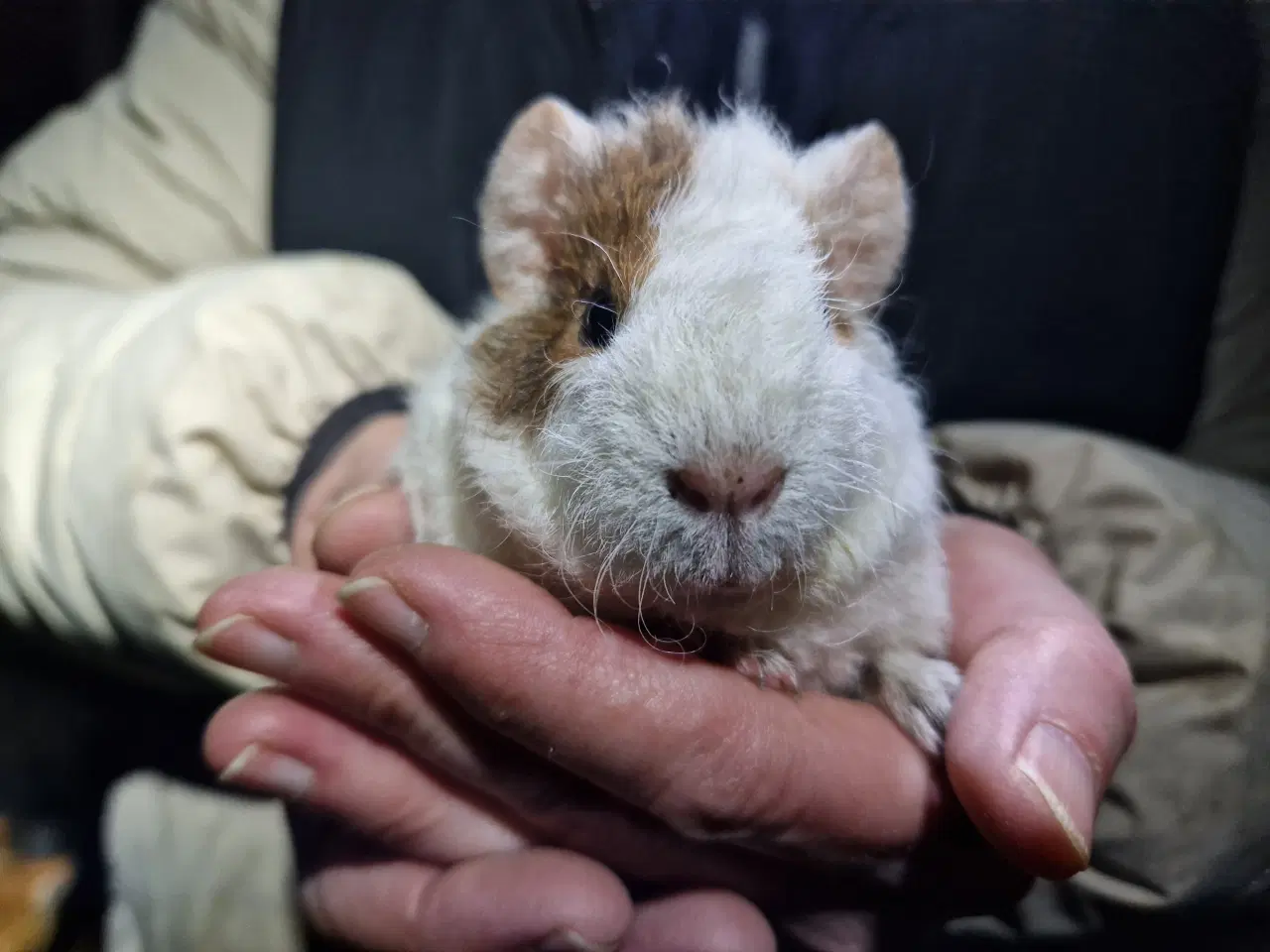 Billede 1 - 2 hun Teddy unger, søstre