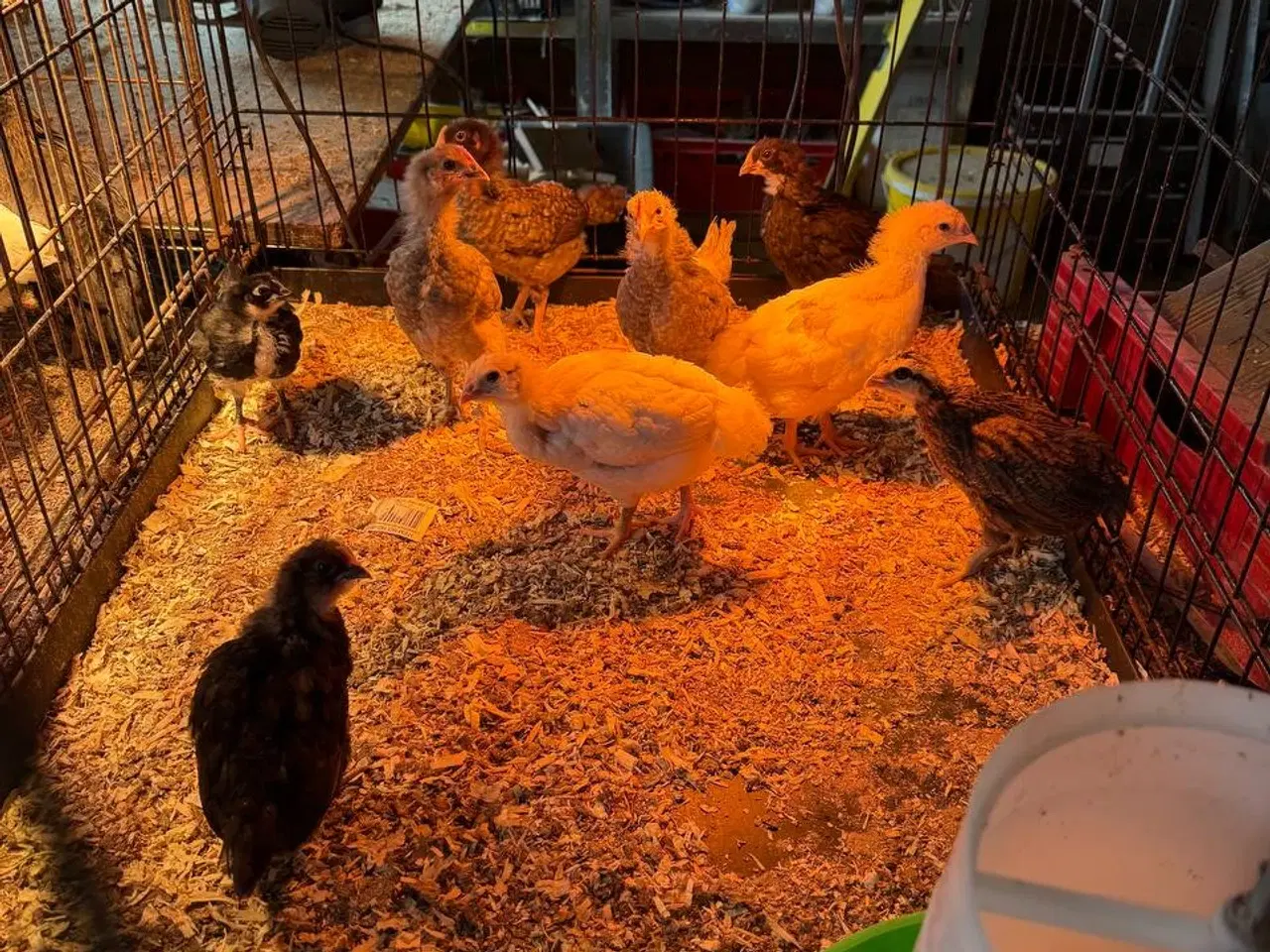 Billede 2 - Kyllinger ca. 3 måneder gamle til salg Zone Varde.