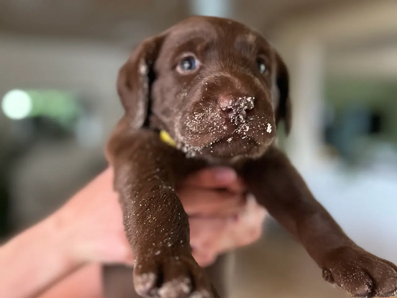Billede 3 - Labradoodles 