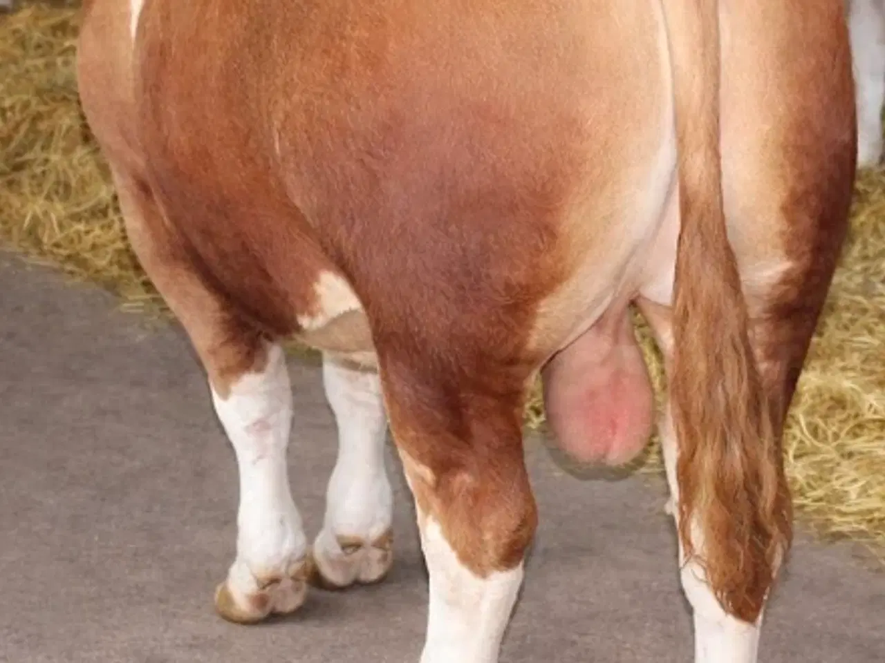 Billede 1 - Simmentaler