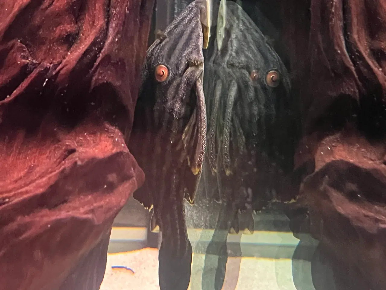 Billede 1 - L190 Royal Pleco (Panaque nigrolineatus)